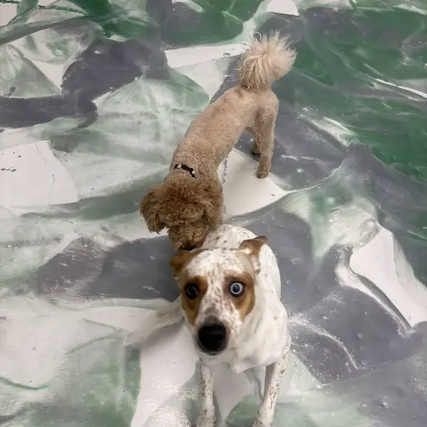 Boarding guest at K9 Rox Club Las Vegas